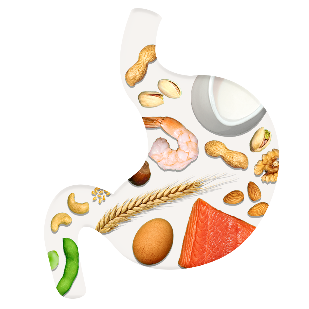 outline of a stomach with food proteins inside